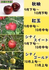 長野県産 シナノゴールド 訳あり 3kg 減農薬　葉とらず　9月下旬頃出荷開始
