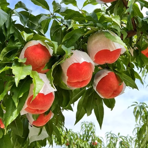 生産量日本一　山梨の真夏桃