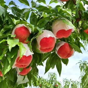 生産量日本一　山梨の真夏桃