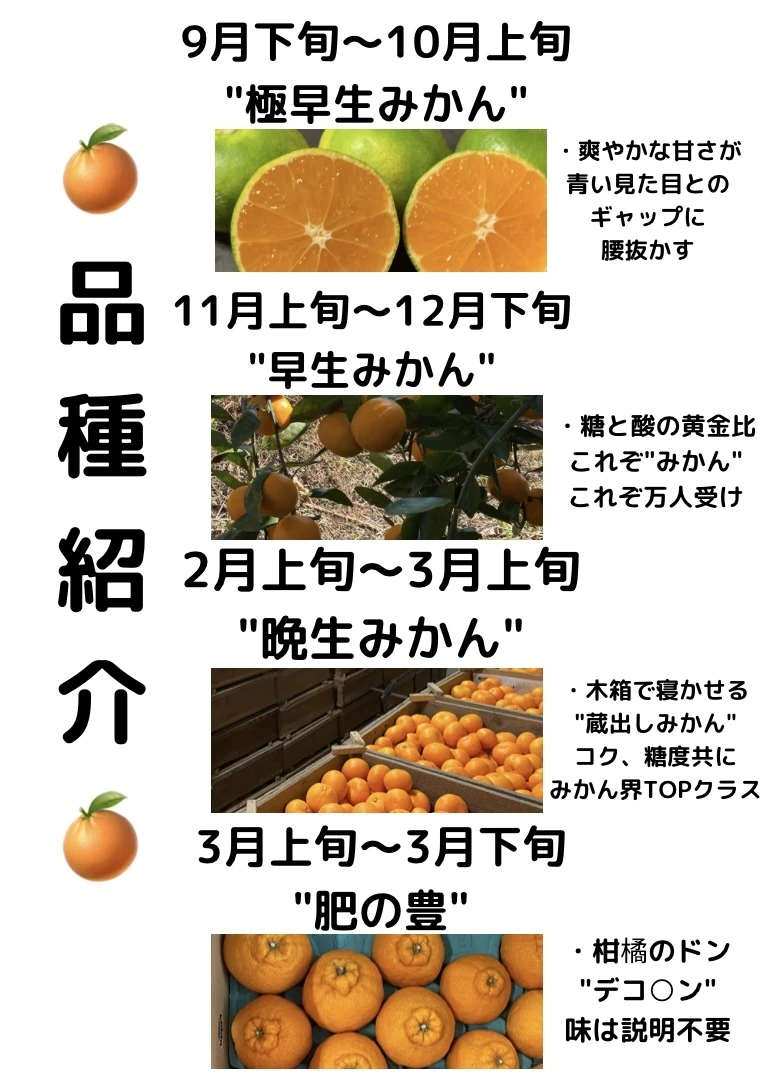 ✨幻のみかん✨】幻の蔵出しみかん サイズ混合｜果物の商品詳細