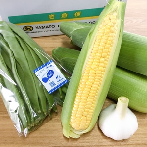 旬！野菜セット　朝採りジューシー(๑>◡<๑)ハウス栽培ゴールドラッシュ