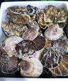 ホタテ　牡蠣　セット