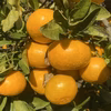 清水果樹園の極早生みかん