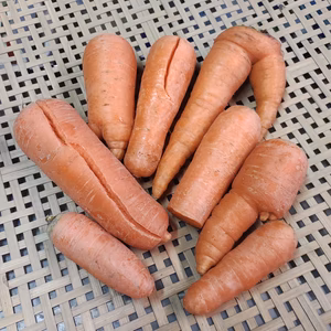 [なゆた農場]人参B品詰め合わせ※農薬・化学肥料・除草剤・動物性肥料不使用