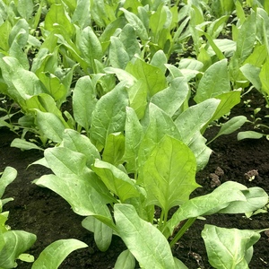 岩手県のほうれん草。こだわりの手作業での収穫、選別。
