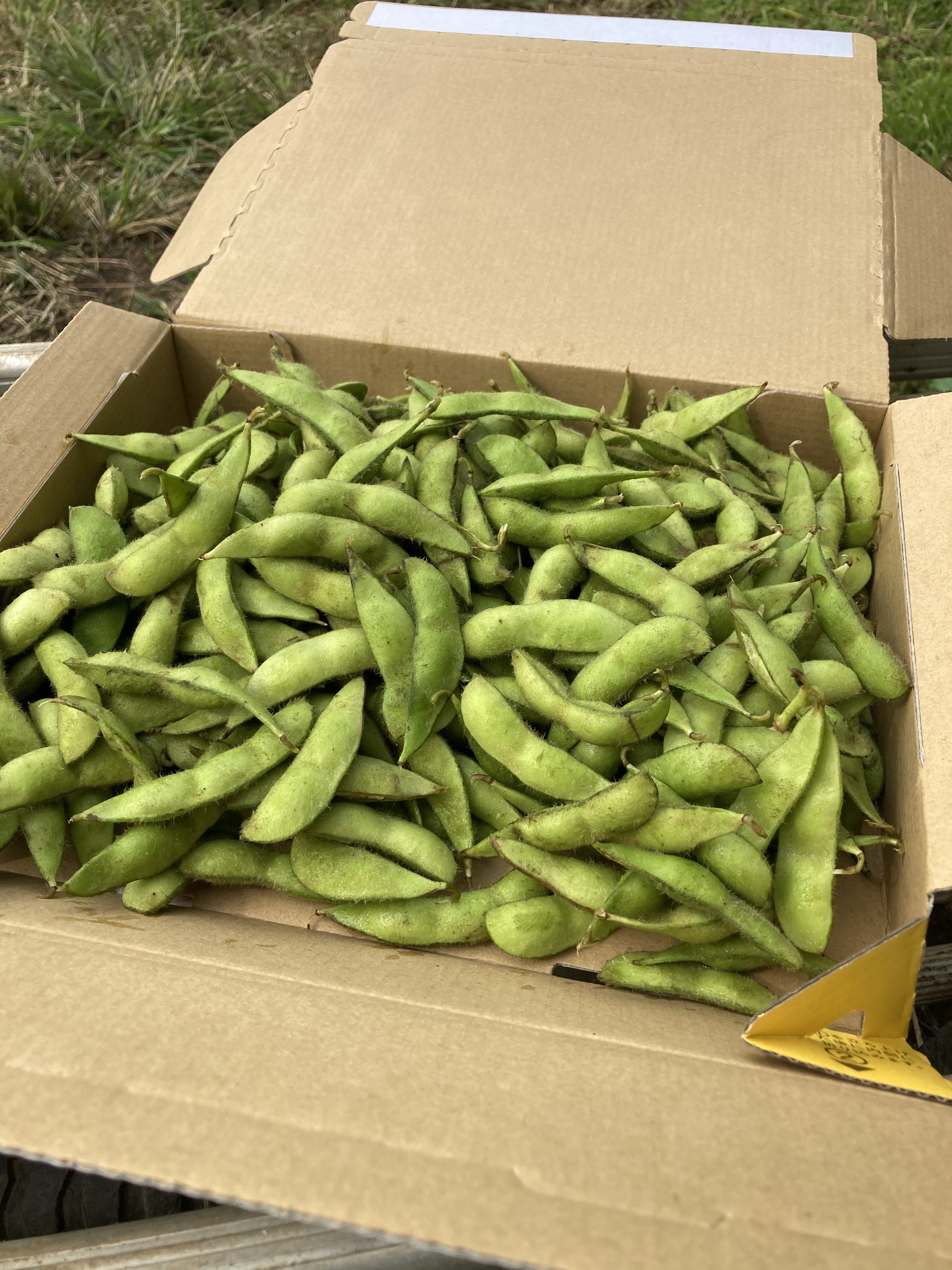 今が本当の旬 枝豆たっぷり800g 送料込み 農家漁師から産地直送の通販 ポケットマルシェ