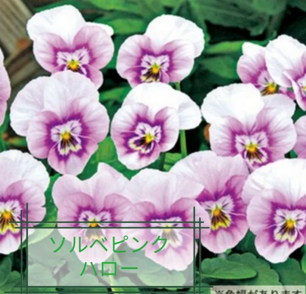 産直★安定の品種ビビの可愛い花色をご紹介★ピンクハロー