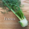 富山県産 フェンネル フィノッキオ 約1kg