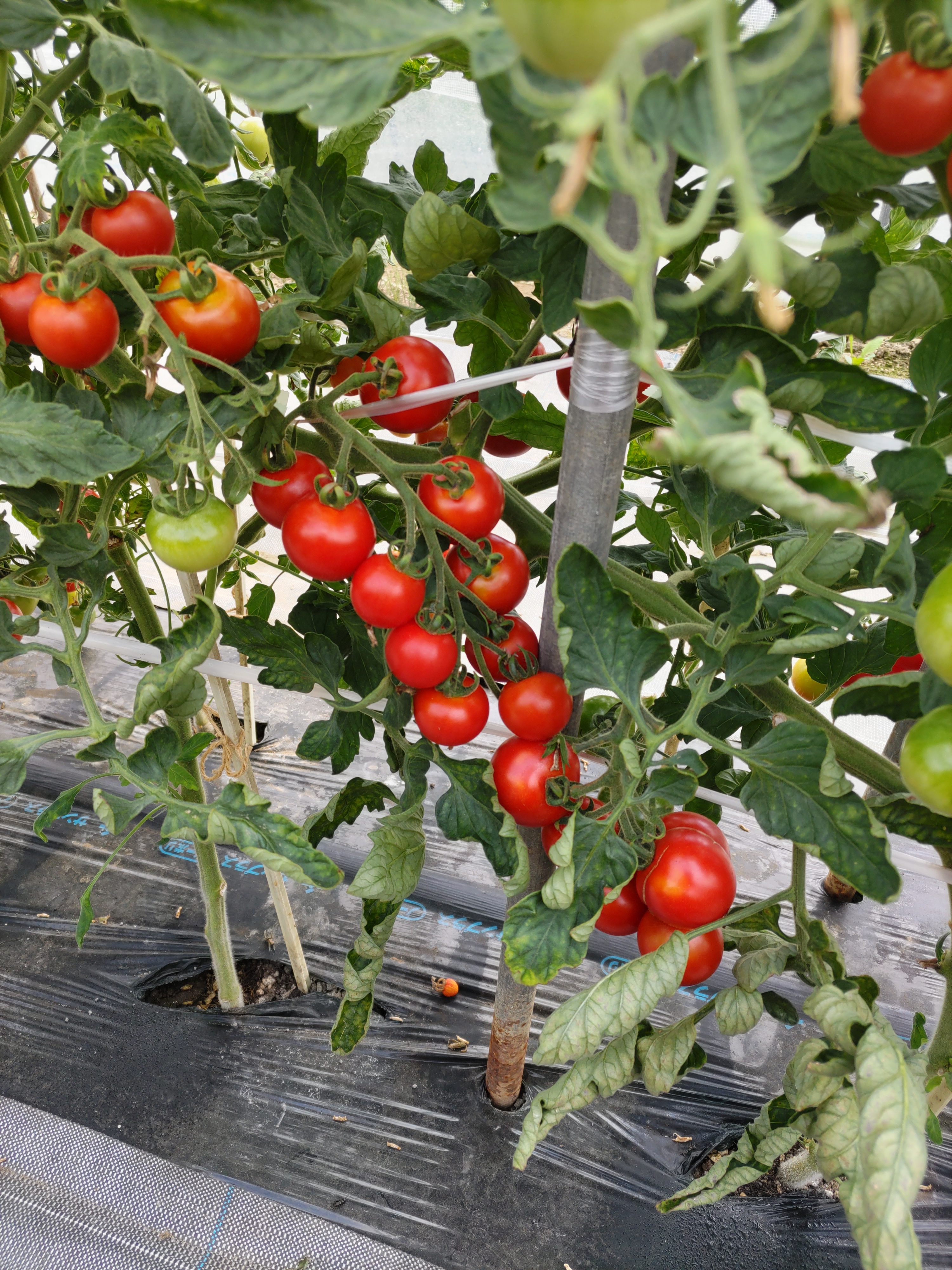 美味しさ丸ごと詰まったトマトジュース 1L｜ジュースの商品詳細