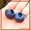 【養液栽培】甘くて大きなブルーベリー！（7月以降発送）
