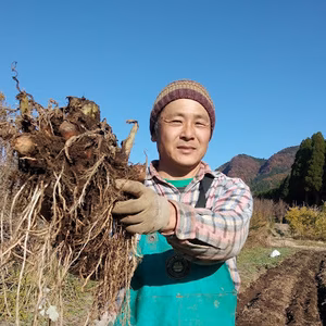 洗い里芋　真空パック詰め　お手軽で手が痒くなりません