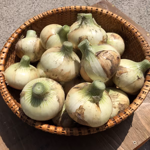 《淡路島産》新玉ねぎ5キロ