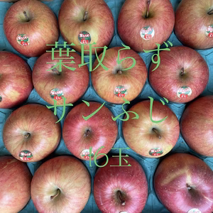 青森県産【葉取らずサンふじ】16玉