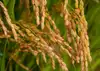 【つや姫　玄米】【令和4年秋収穫】山形置賜飯豊産　12年連続特A　特別栽培米