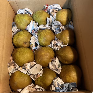 秋の味覚♪山形県産直☆洋梨ラ•フランス☆訳ありB級品