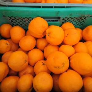 【訳あり】1度食べてみて♪ 甘くてジューシー♪ まーくん家のみかん