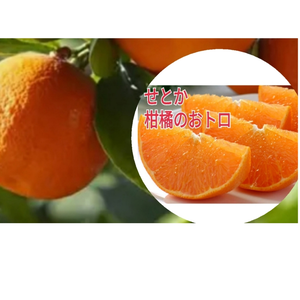 【限定10】果汁たっぷり!柑橘の大トロたっぷり❢せとか（家庭用）2Kg（箱込）