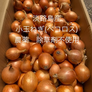【農薬、除草剤不使用】【ペコロス】淡路島小玉ねぎ 一口に旨みぎゅっ！