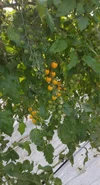 フルーツイエローゴールドミニトマト