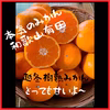 越冬樹熟✩本気みかん✩有田みかん（訳あり家庭用)