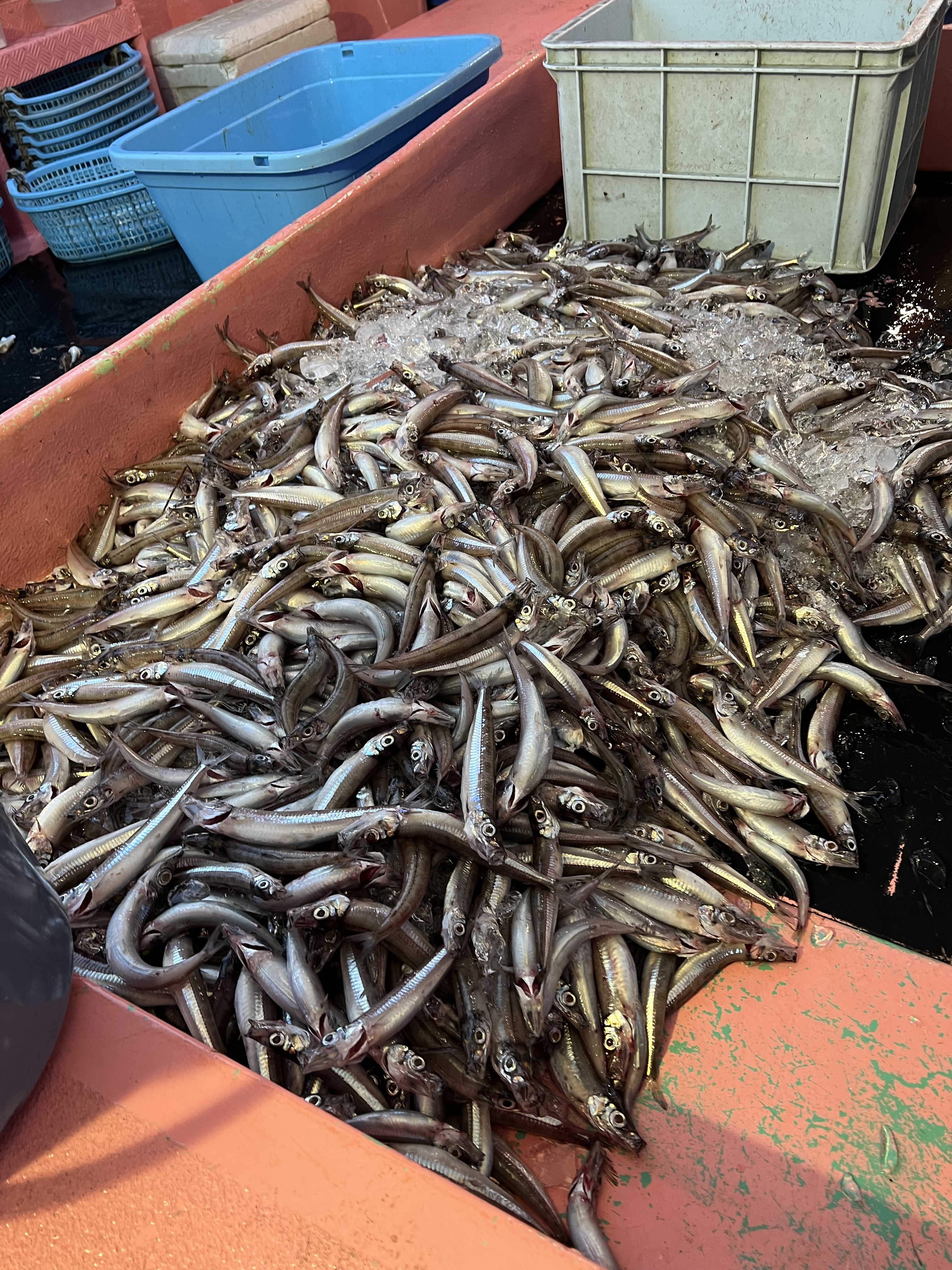 【未利用魚】えっこ船長にお任せバラエティセット1〜3キロ｜魚介