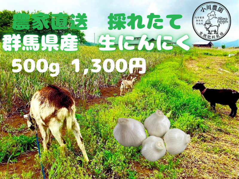 令和8年度 群馬県産 生ニンニク 有機肥料栽培 500g｜にんにくの商品