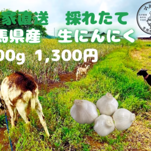 令和8年度　群馬県産　生ニンニク 有機肥料栽培　　500g
