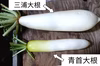 【今しか食べられない！】三浦大根(1箱4本入り)
