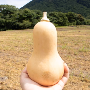 可愛い見た目とたくましさ｜雲仙育ちの濃厚バターナッツかぼちゃ｜3個 約2kg