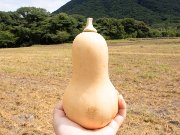 可愛い見た目とたくましさ｜雲仙育ちの濃厚バターナッツかぼちゃ｜3個 約2kg