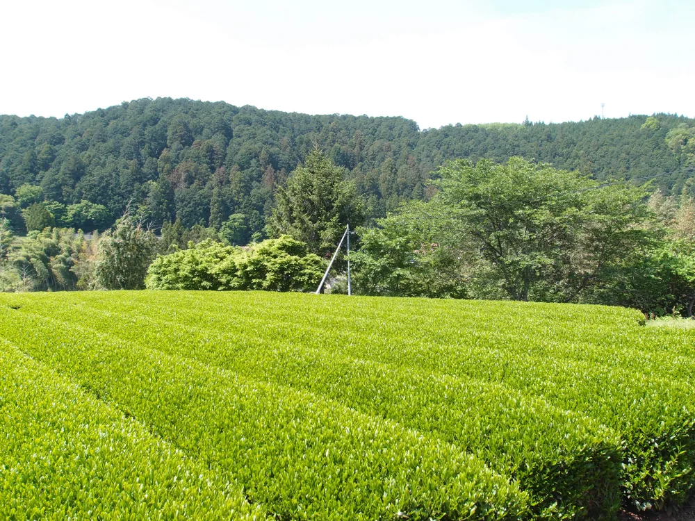 【送料無料】深蒸し煎茶 山あい育ちの奥川根自家用 一番摘み煎茶100g平袋入り