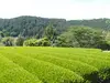 【送料無料】深蒸し煎茶 山あい育ちの奥川根自家用 一番摘み煎茶100g平袋入り