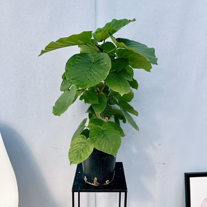 ［在庫］　フィカス　ウンベラータ　6号　観葉植物　室内　ゴムの木　かわいい