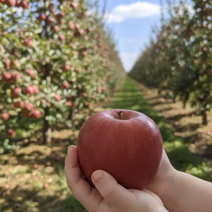 小玉サンふじ2.8㎏