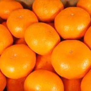 【期間限定】甘〜い！甘〜い！和歌山温州みかん　２kg  （24個程）