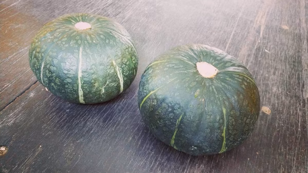 ★限定★農薬不使用カボチャ：くり将軍とブラックのジョーの2個ずつセット