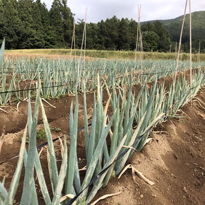 ※訳ありお買得【農薬・化学肥料不使用栽培】青森県産　ネギ　2kg～