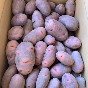 【送料無料　数量限定‼️】農薬化学肥料不使用　じゃがいも2品種セット