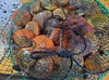 養殖活ヒオウギ貝90（殻長85～94ミリ）愛媛宇和島産　生きたままお届けします