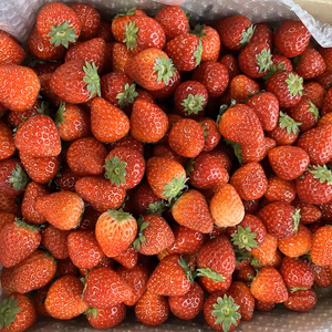 新品種とちあいか　小粒いちご 2キロ入り          