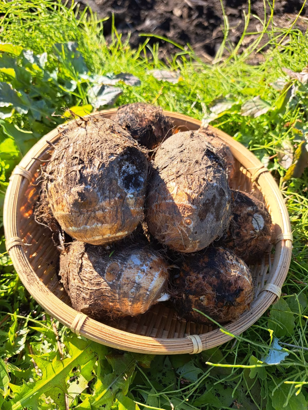 fuku farm nikkoのサトイモ(泥付き)