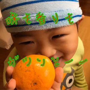 最終お試しぼけた味にうんざりの方！濃い味知ってほしい！いしじみかん1キロ〜