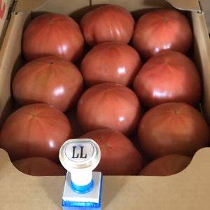 完熟！桃太郎トマト！