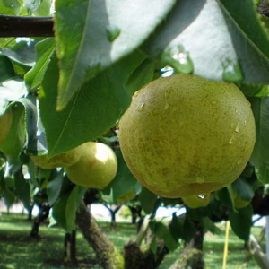 先行予約『希少』【なんげつ南月なし】長野県オリジナル品種