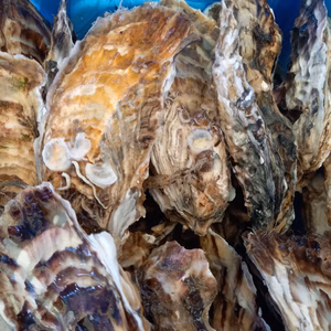 今が旬！三陸直！送BBQ用殻付き牡蠣Mサイズ20個