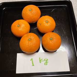 晩生 みかん　3L 無農薬　自然肥料　除草剤不使用　