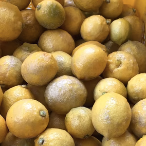 【加工用C級品】大崎上島産イエローレモン