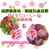減農薬栽培・朝採れ直送　酸味と甘みはお好みで♪皮ごとまるっと召し上がれ♪【彩李】