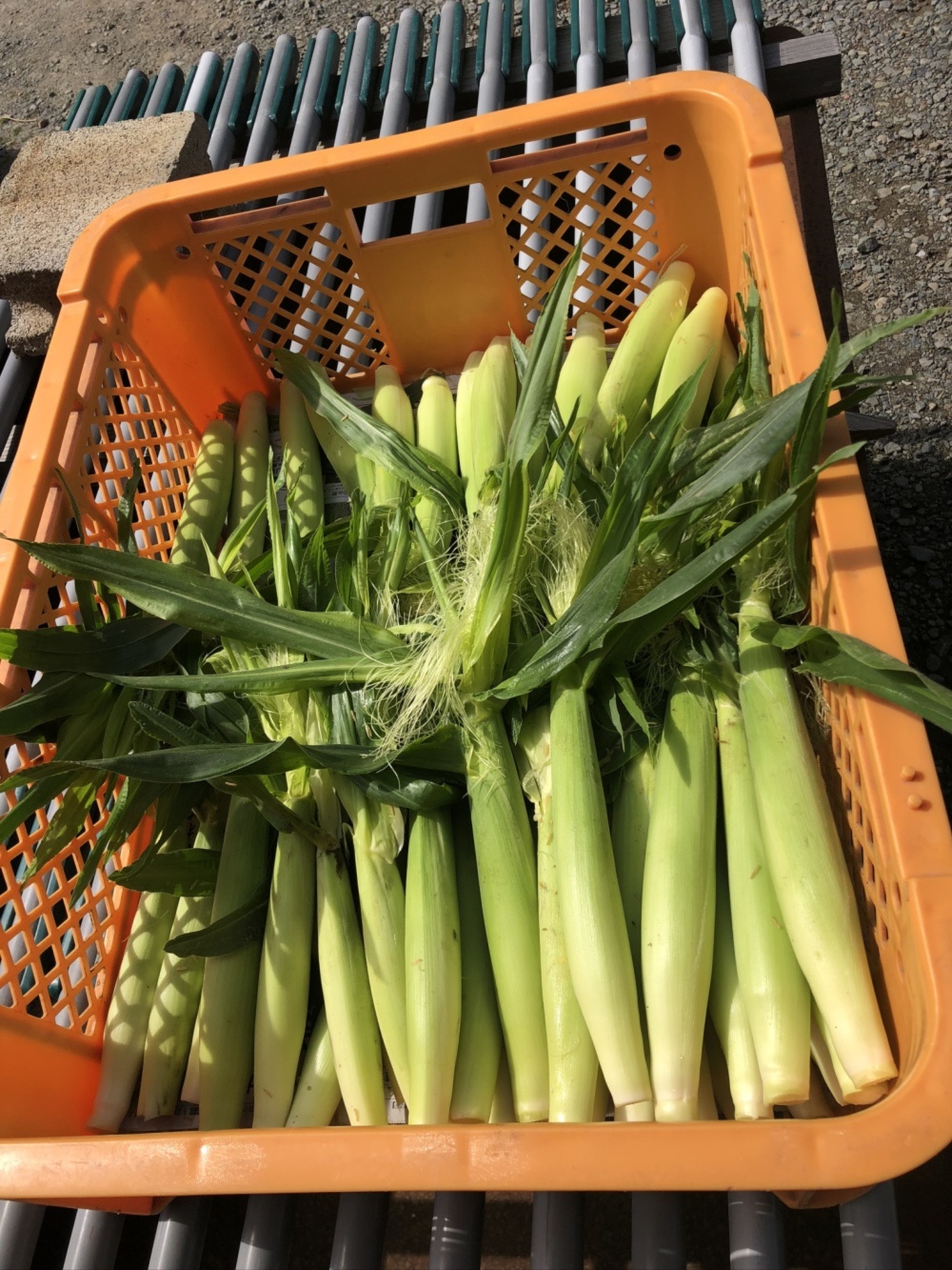 野菜セット 農家漁師から産地直送の通販 ポケットマルシェ