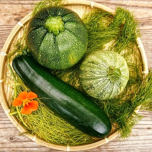 珍しいズッキーニセット3種Three heirloom Zucchini Set